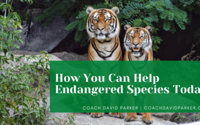 How You Can Help Endangered Species Today
