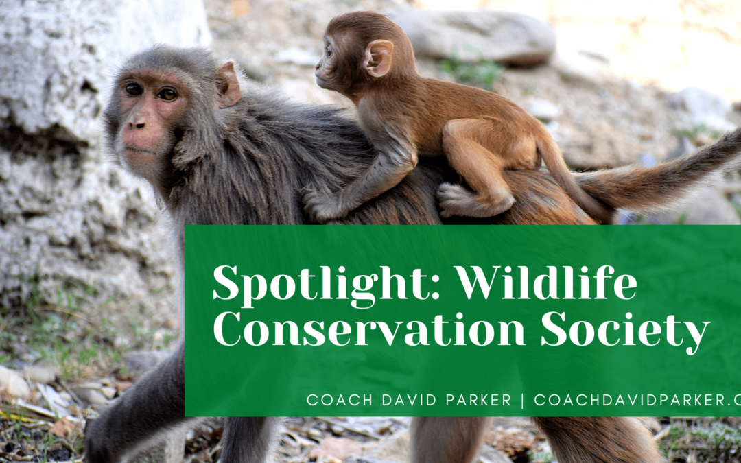 Spotlight: Wildlife Conservation Society
