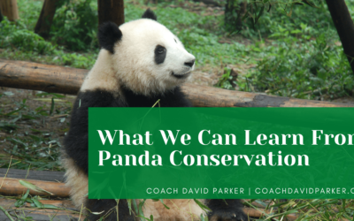 What We Can Learn From Panda Conservation
